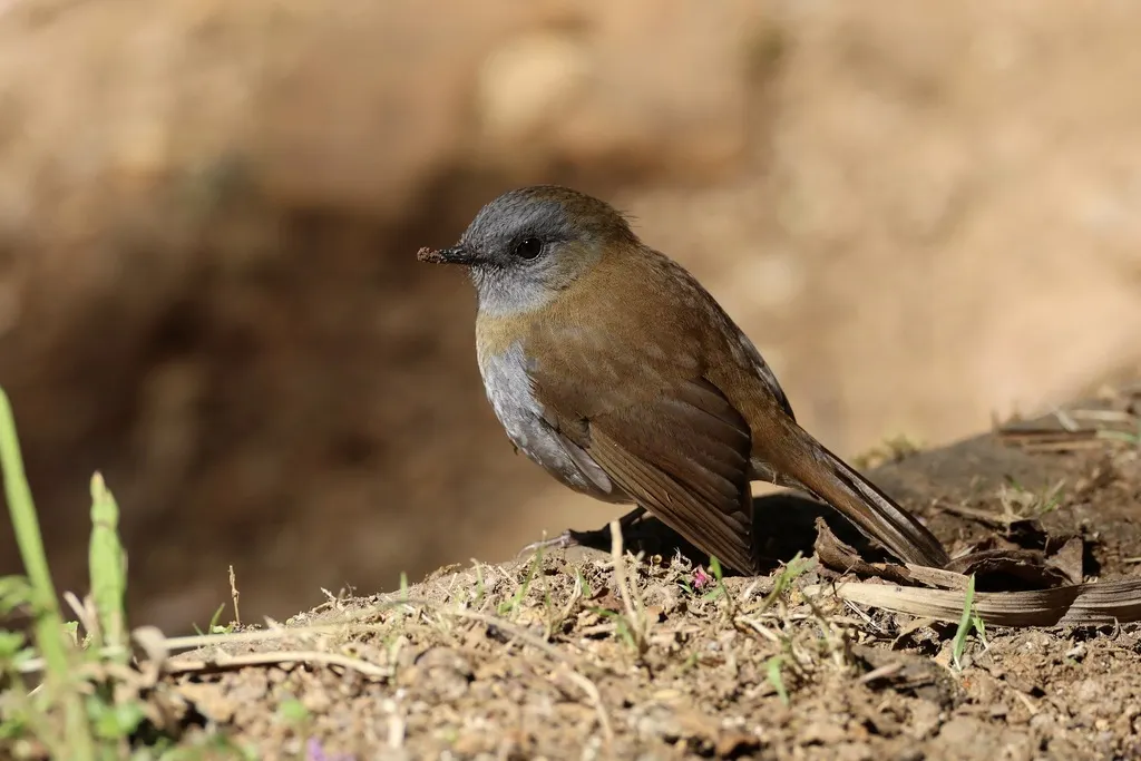 黑嘴夜鸫(Catharus gracilirostris)