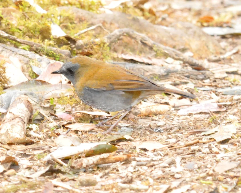 黑嘴夜鸫(Catharus gracilirostris)