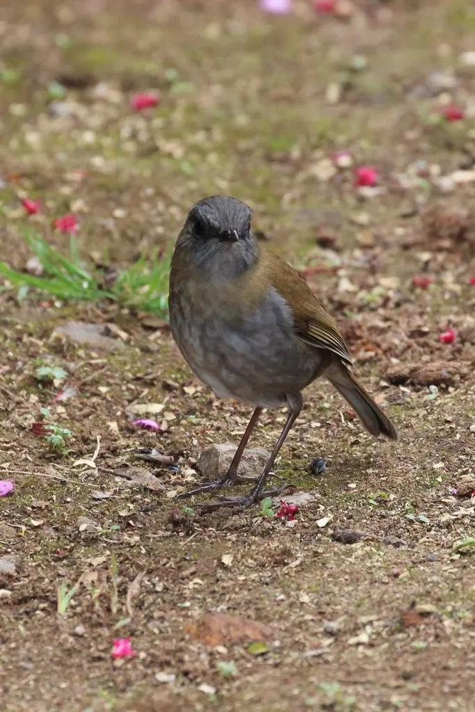 黑嘴夜鸫(Catharus gracilirostris)