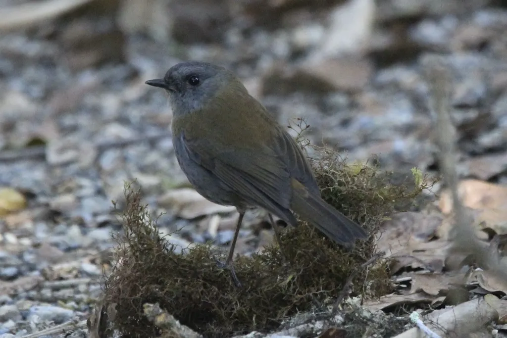 黑嘴夜鸫(Catharus gracilirostris)