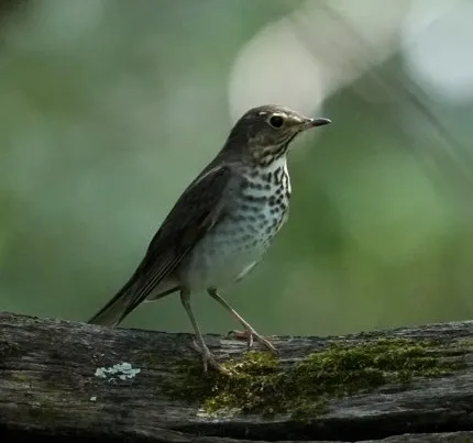 斯氏夜鸫(Catharus ustulatus)