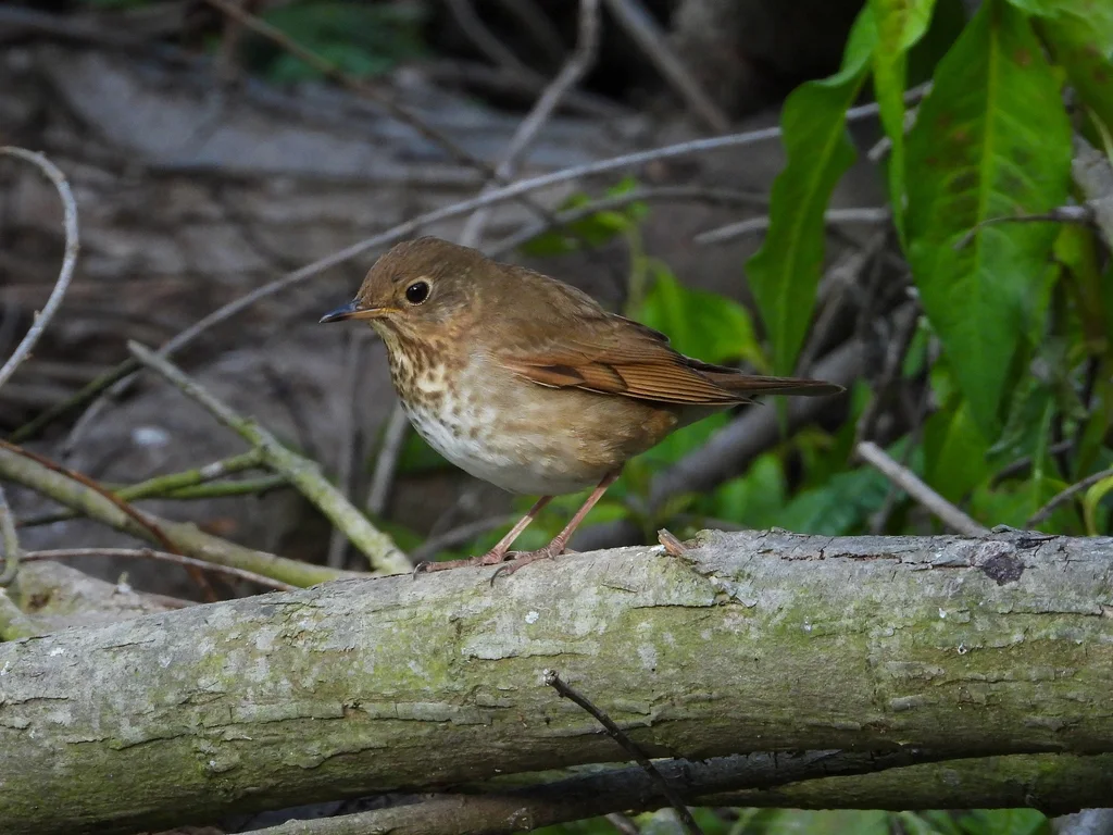 斯氏夜鸫(Catharus ustulatus)