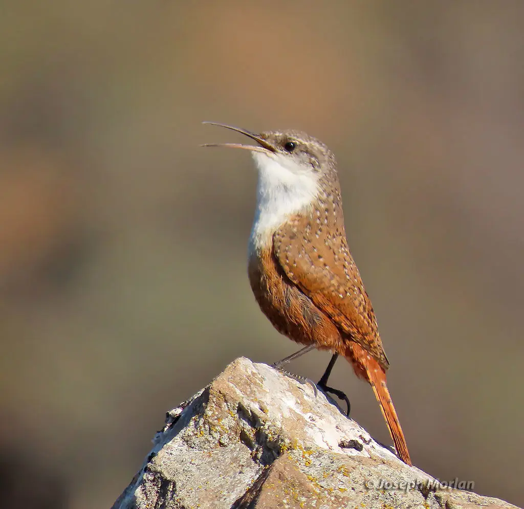 墨西哥鹪鹩（Catherpes mexicanus）