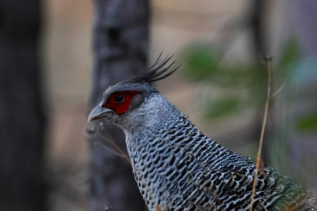 彩雉(Catreus wallichii)