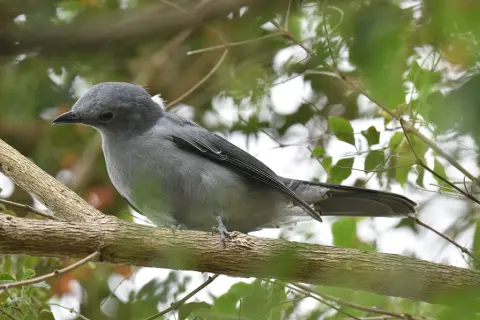 非洲灰鹃鵙