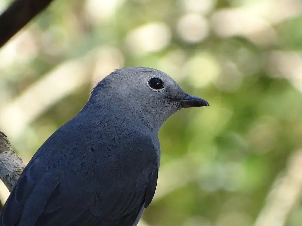 非洲灰鹃鵙(Ceblepyris caesius)