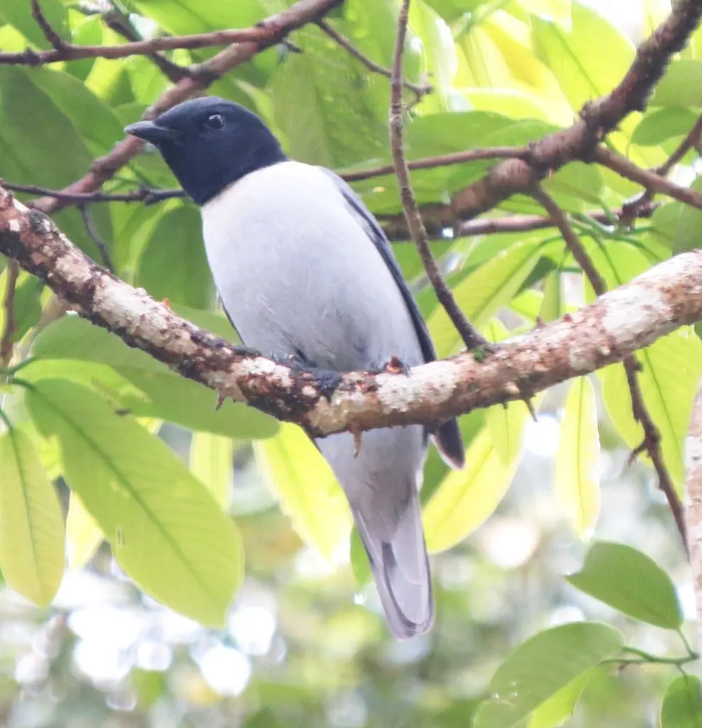 马岛鹃鵙(Ceblepyris cinereus)