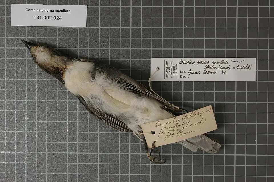 科摩罗鹃鵙(Ceblepyris cucullatus)
