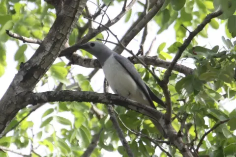 白胸鹃鵙