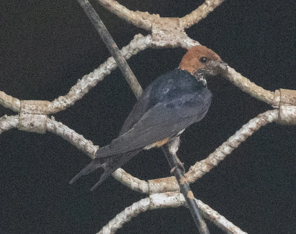 小纹燕(Cecropis abyssinica)