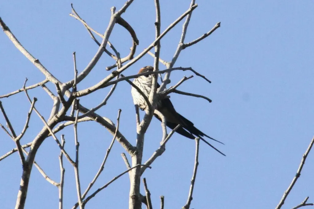 小纹燕(Cecropis abyssinica)