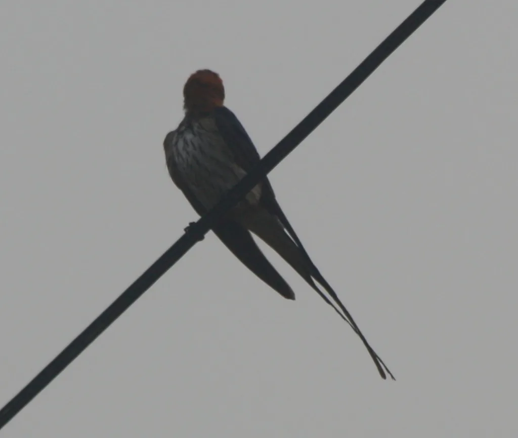 小纹燕(Cecropis abyssinica)