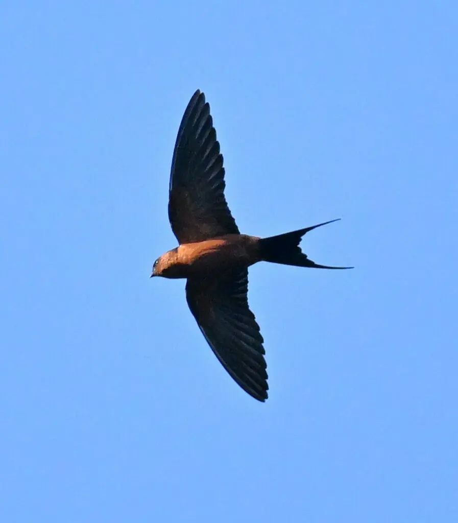 棕嘴斑腰燕(Cecropis badia)