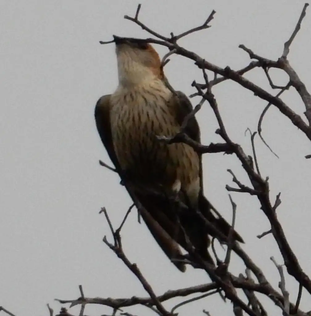 大纹燕（Cecropis cucullata）
