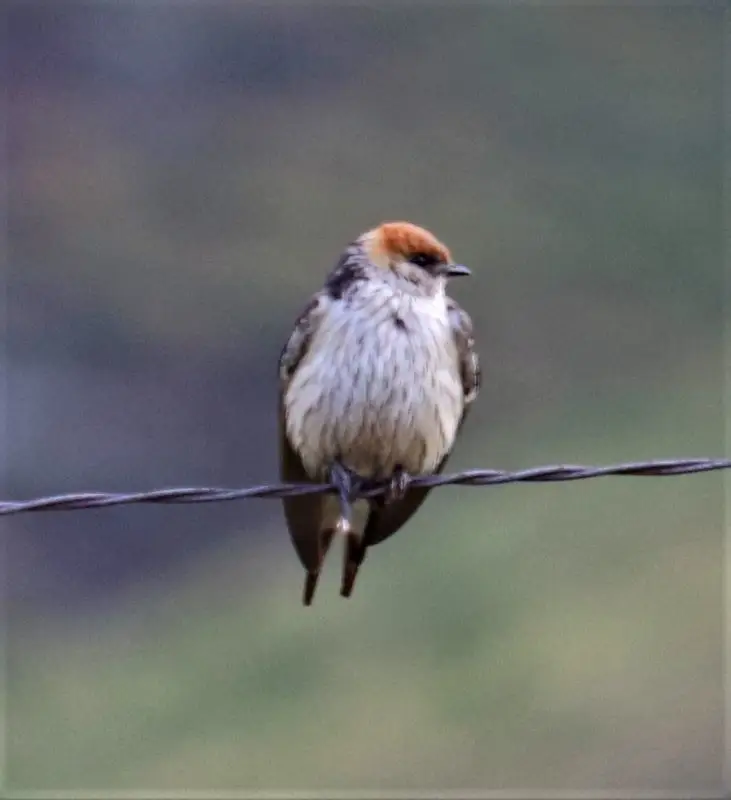 大纹燕（Cecropis cucullata）