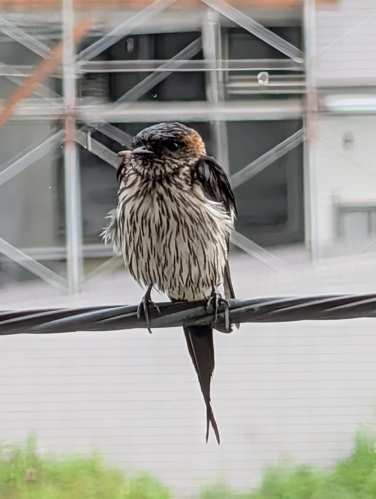 金腰燕(Cecropis daurica)