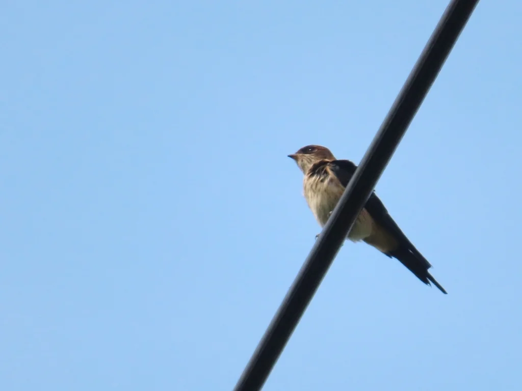 金腰燕(Cecropis daurica)