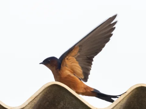 斯里兰卡燕