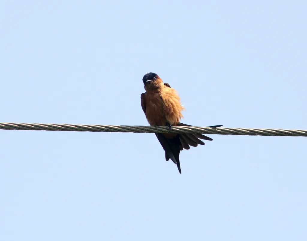 斯里兰卡燕(Cecropis hyperythra)