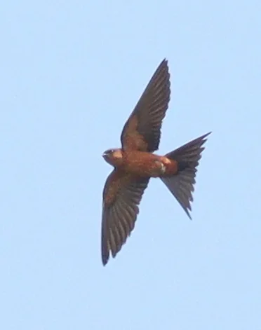 斯里兰卡燕(Cecropis hyperythra)