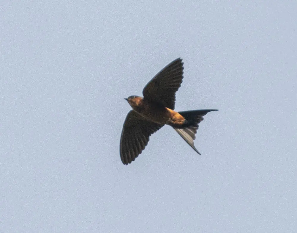 斯里兰卡燕(Cecropis hyperythra)