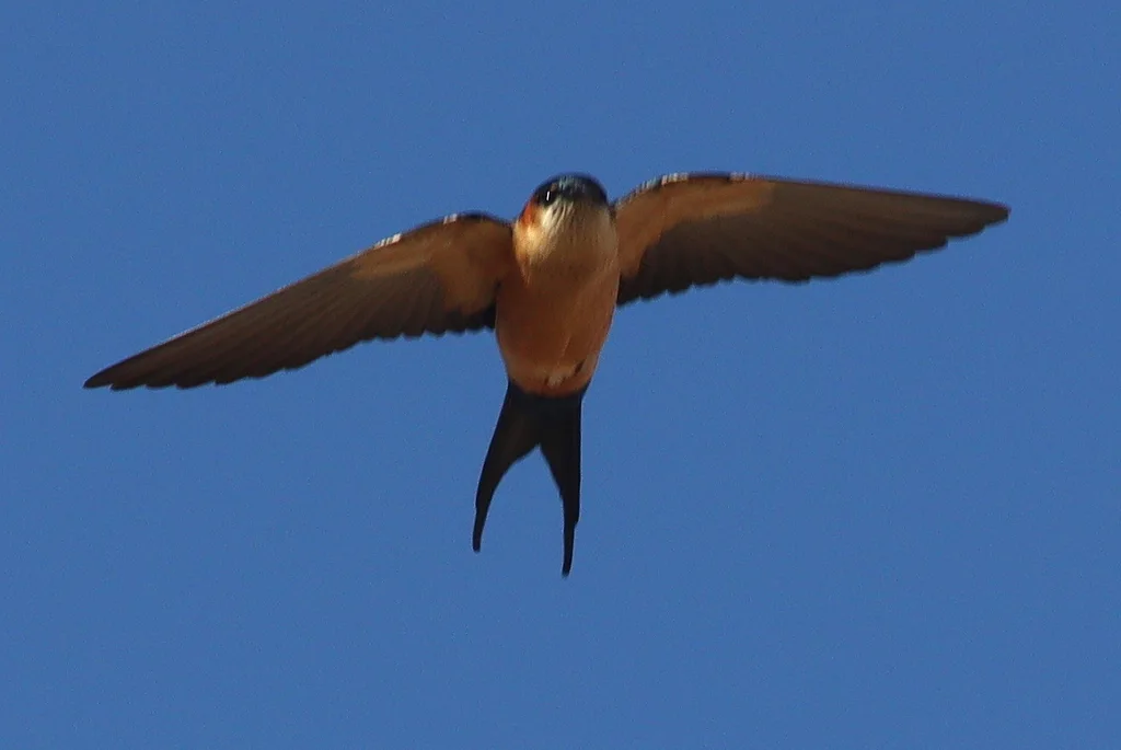 非洲金腰燕(Cecropis melanocrissus)