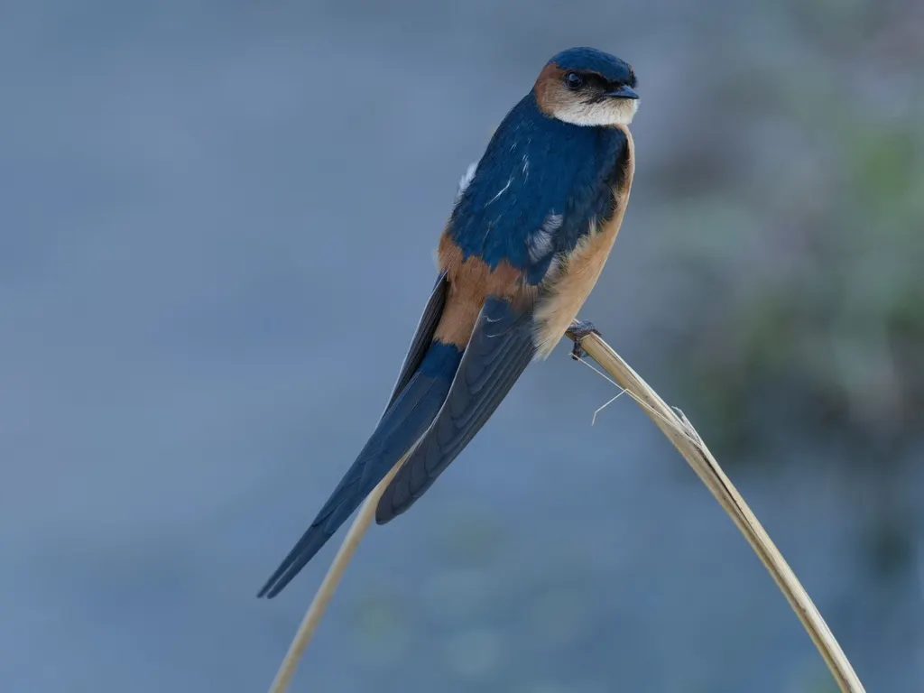 非洲金腰燕(Cecropis melanocrissus)