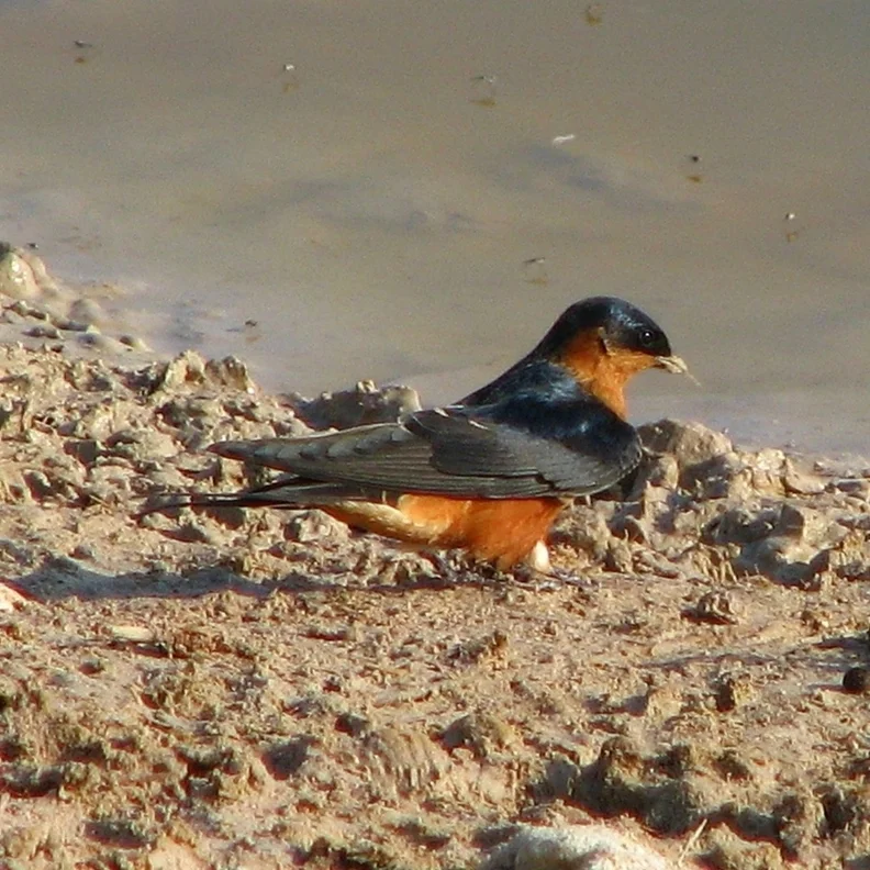 褐胸燕(Cecropis semirufa)