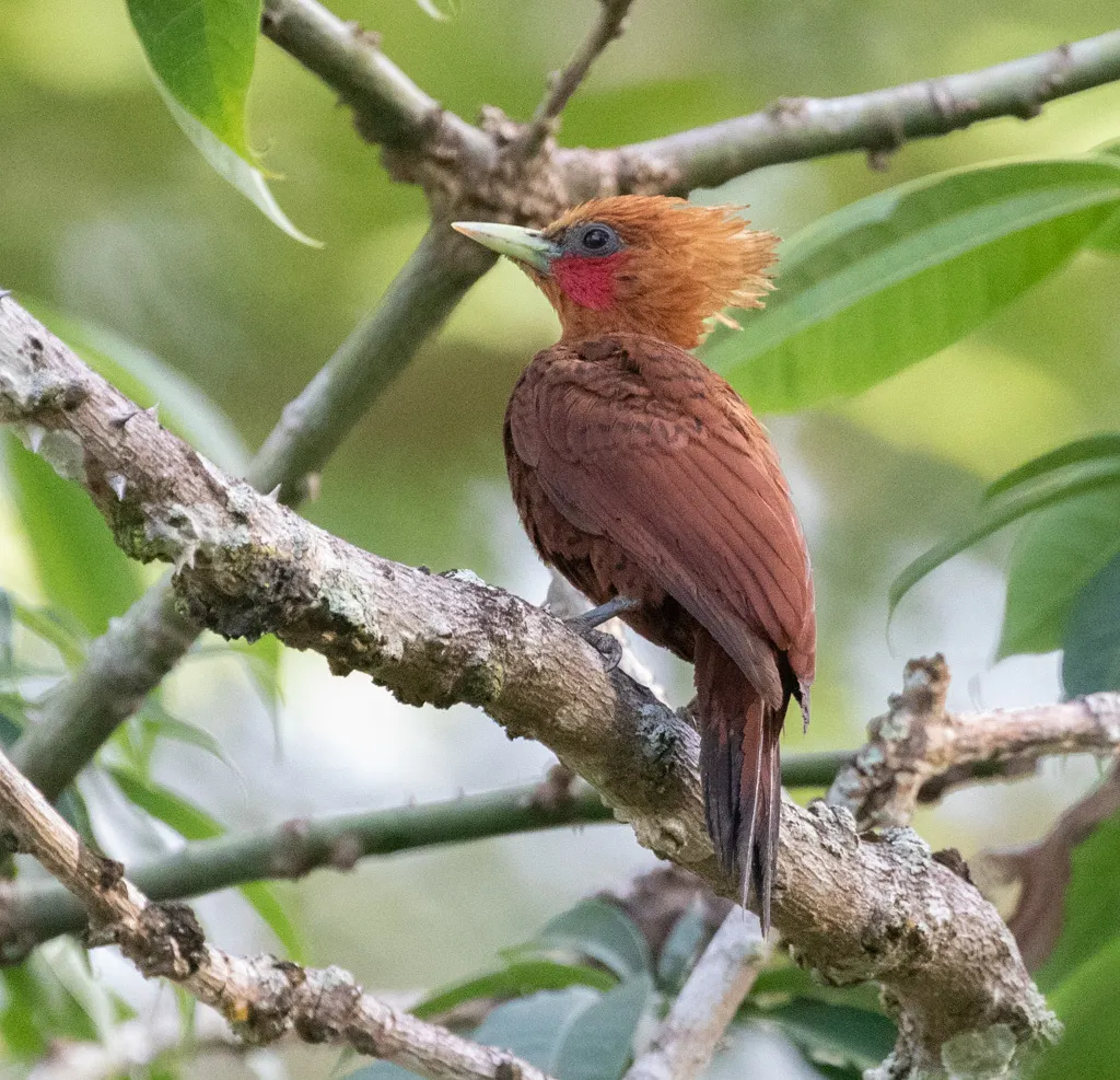 中美栗啄木鸟(Celeus castaneus)