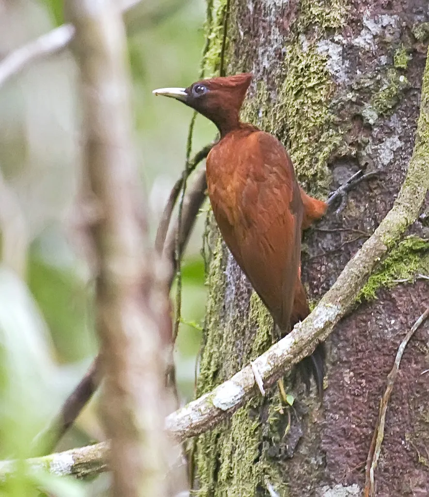 南美栗啄木鸟(Celeus elegans)