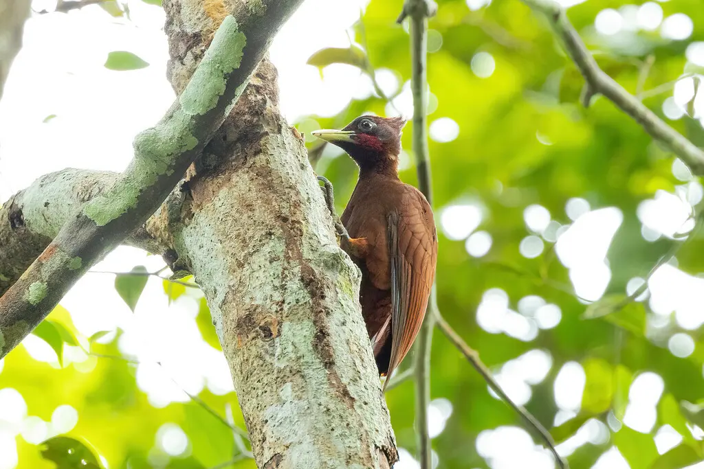 南美栗啄木鸟(Celeus elegans)