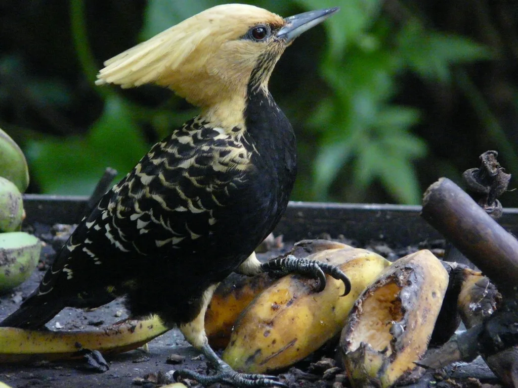 淡黄冠啄木鸟(Celeus flavescens)