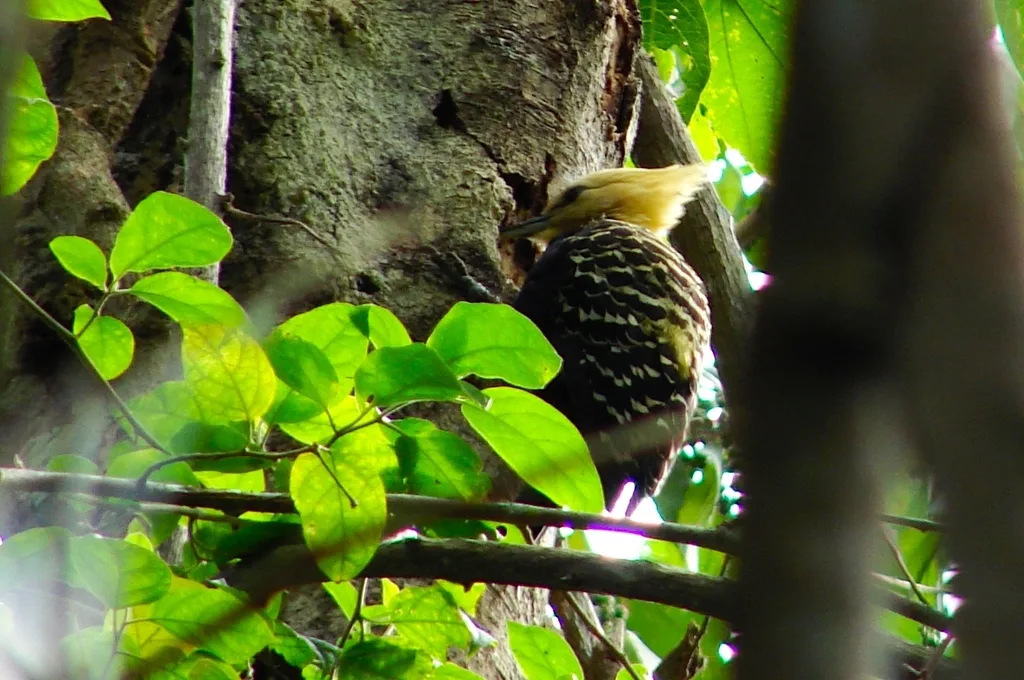 淡黄冠啄木鸟(Celeus flavescens)