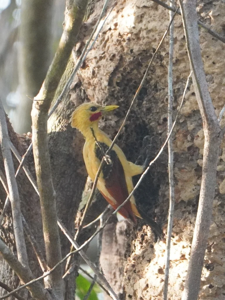 乳白啄木鸟(Celeus flavus)