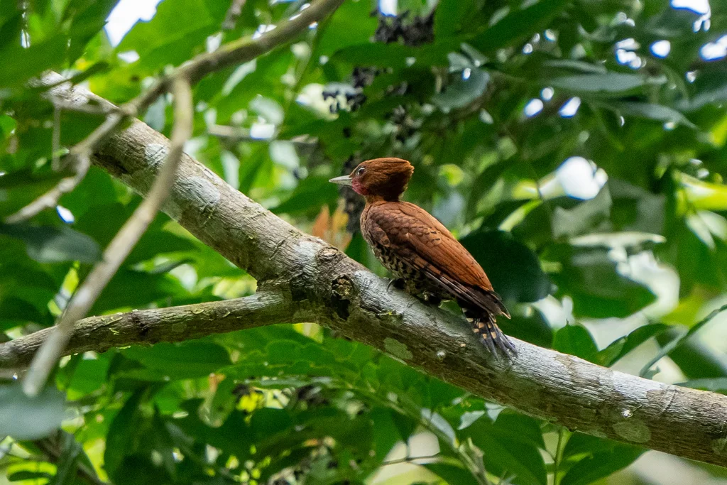 桂红啄木鸟(Celeus loricatus)