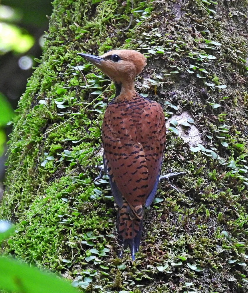 环颈啄木鸟(Celeus torquatus)