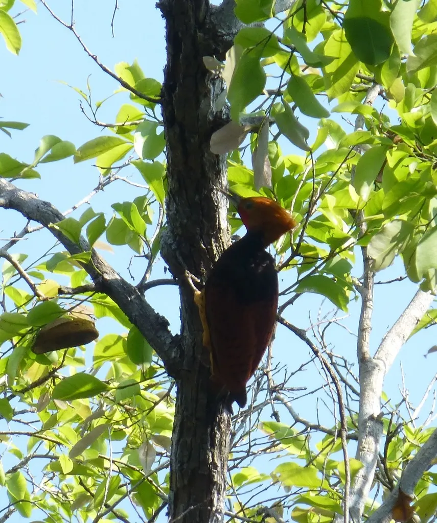环颈啄木鸟(Celeus torquatus)