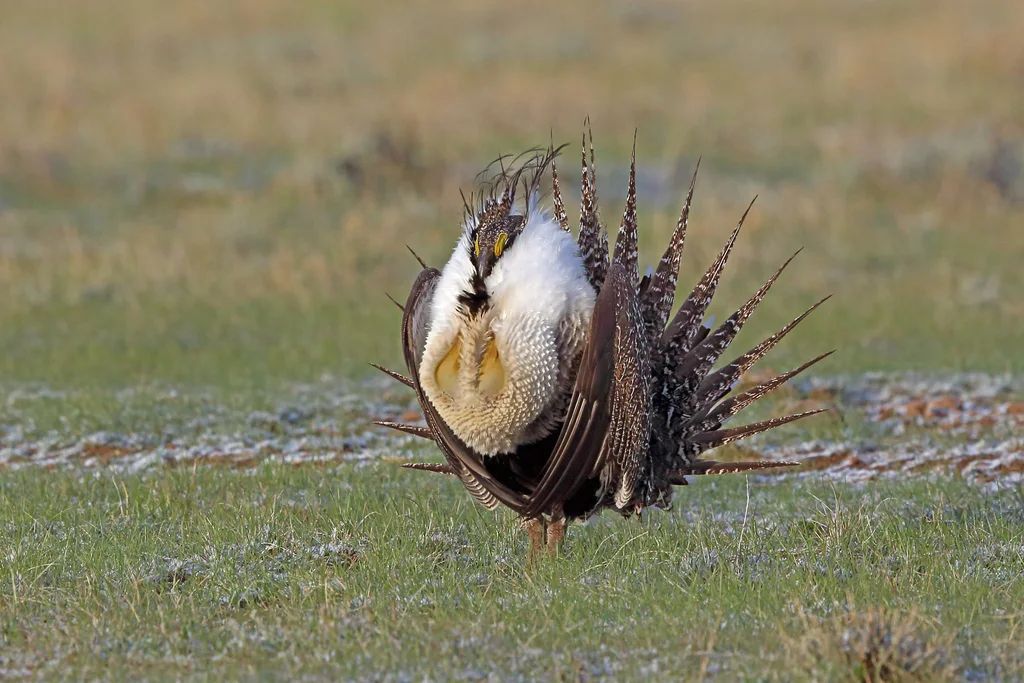 艾草松鸡(Centrocercus urophasianus)