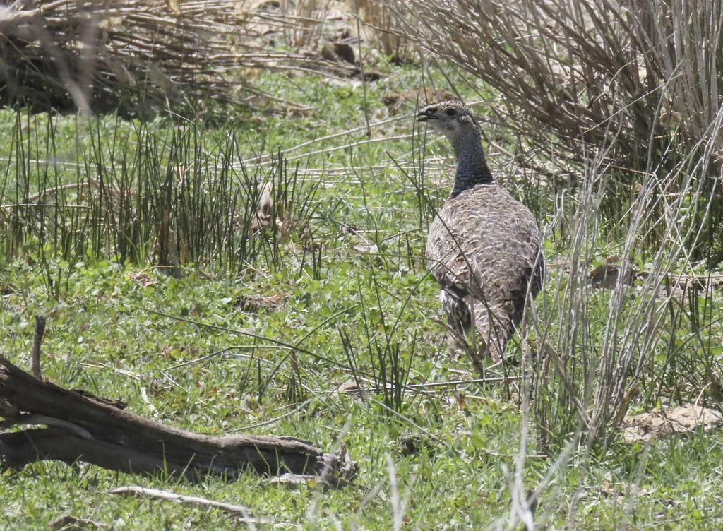 艾草松鸡(Centrocercus urophasianus)