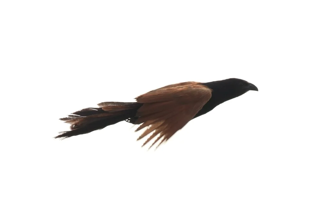 小鸦鹃(Centropus bengalensis)