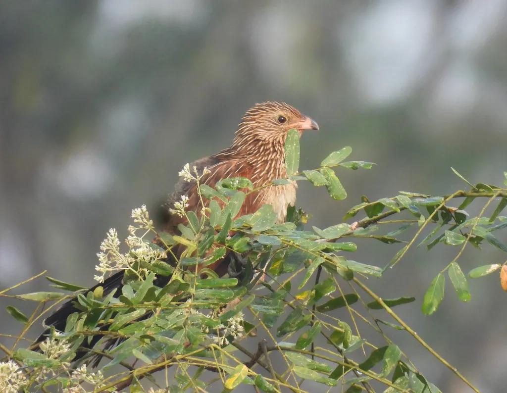 小鸦鹃(Centropus bengalensis)