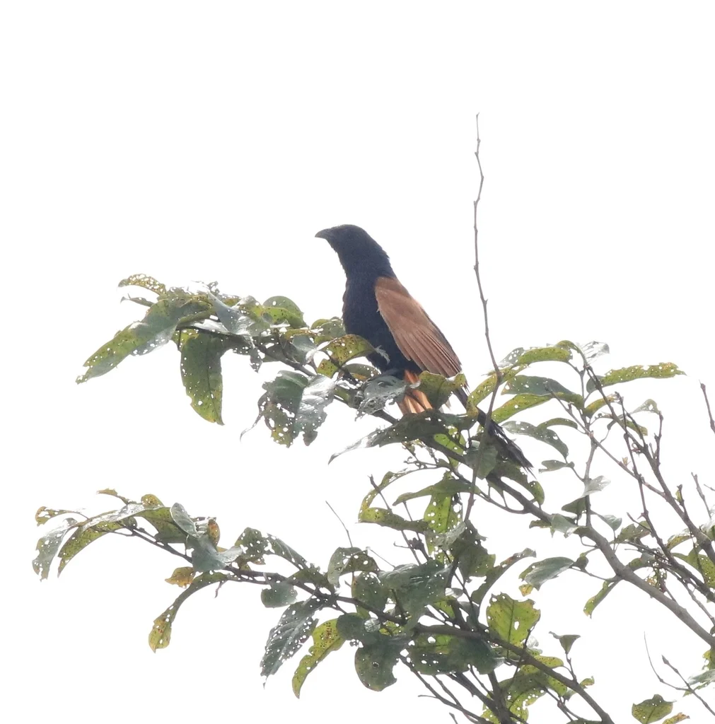 小鸦鹃(Centropus bengalensis)