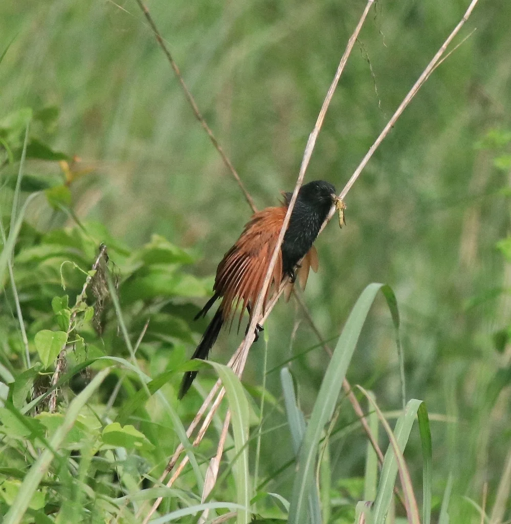 小鸦鹃(Centropus bengalensis)