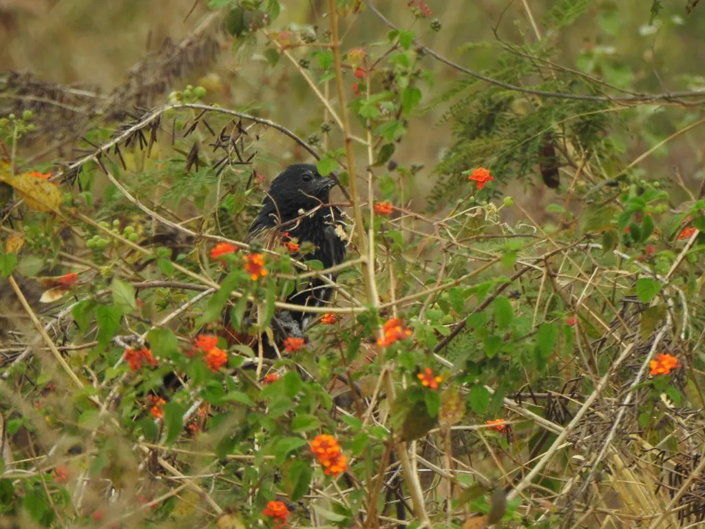 小鸦鹃(Centropus bengalensis)