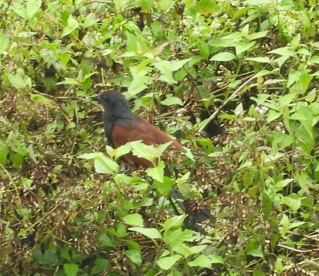 小鸦鹃(Centropus bengalensis)