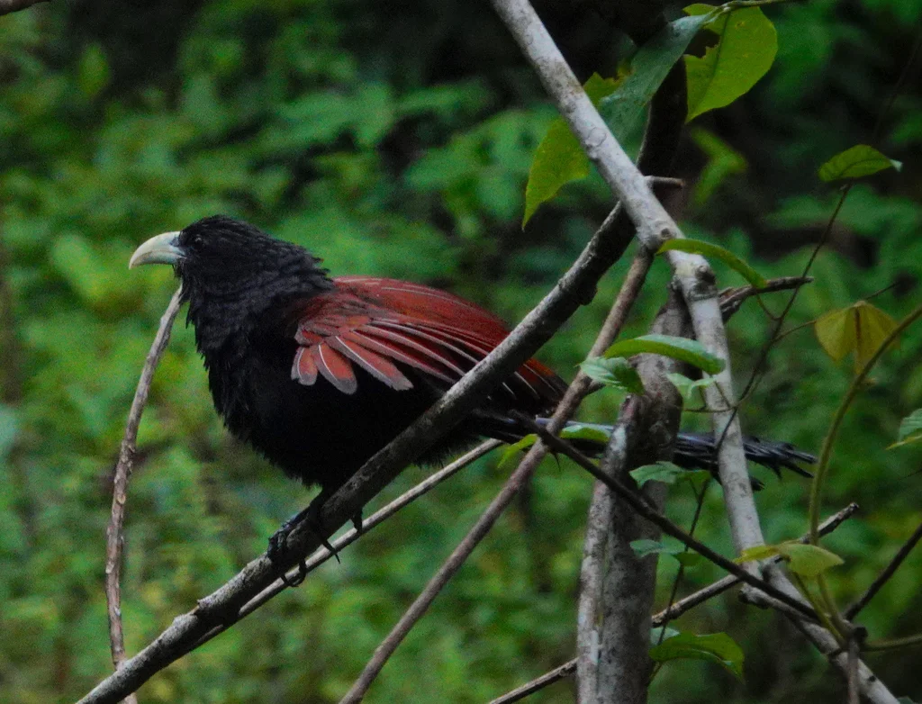 绿嘴鸦鹃(Centropus chlororhynchos)