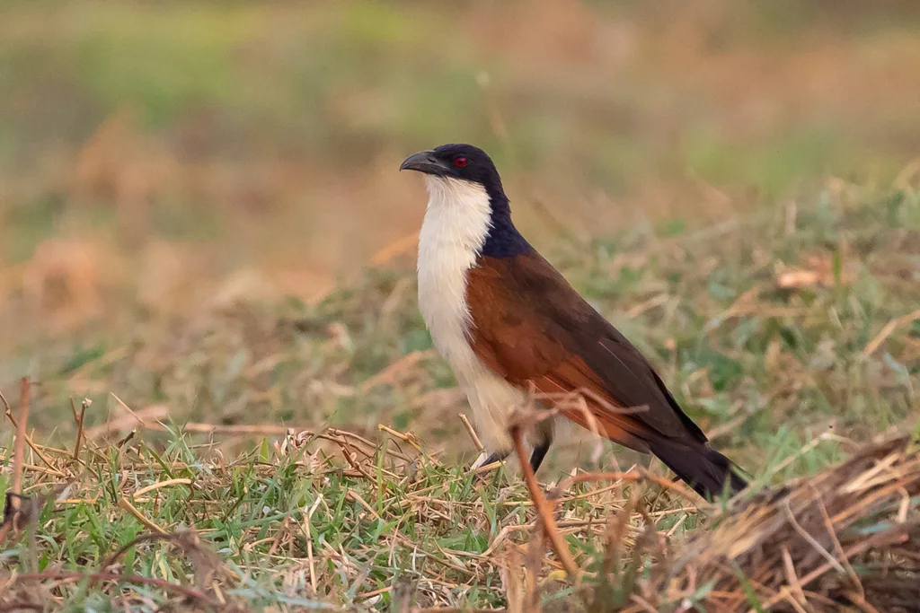 铜尾鸦鹃(Centropus cupreicaudus)