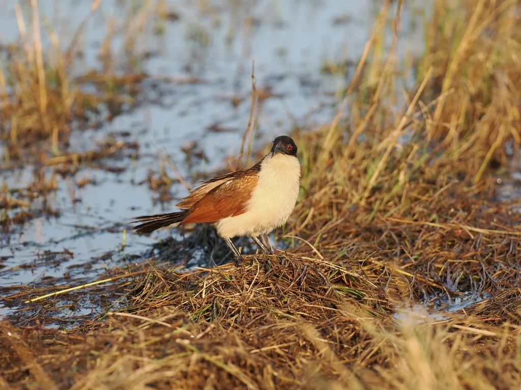 铜尾鸦鹃(Centropus cupreicaudus)