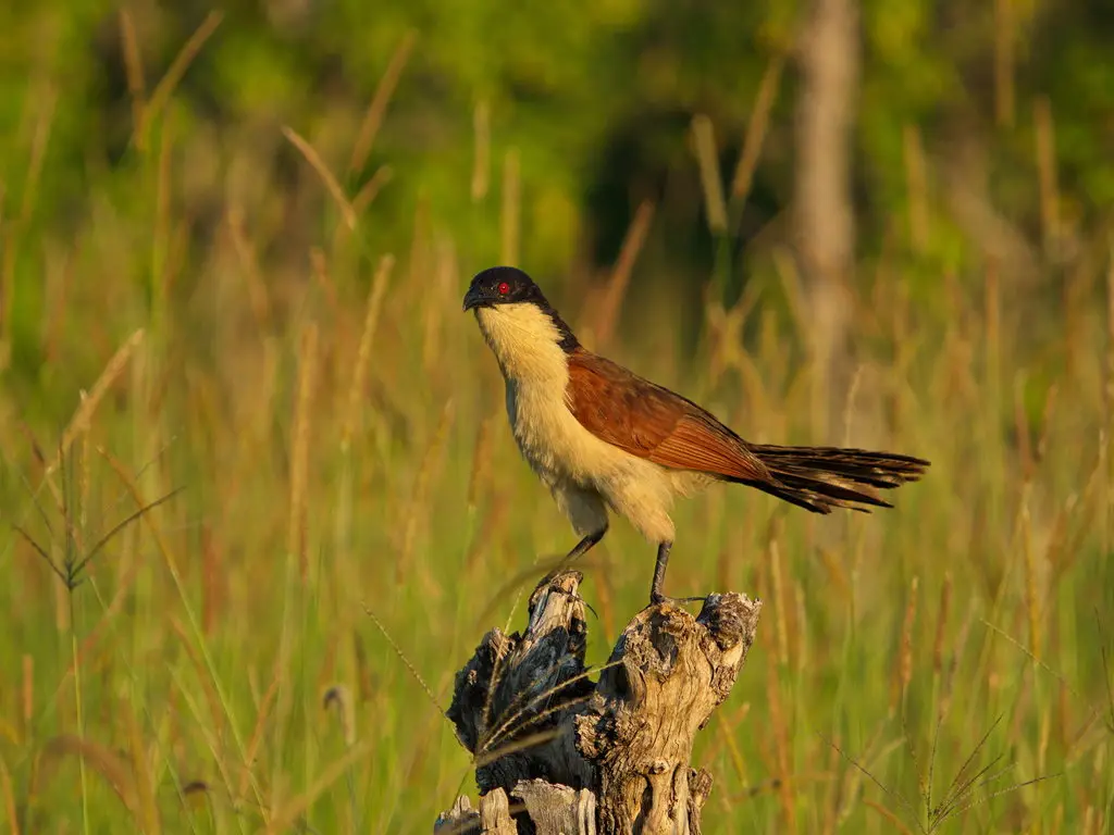 铜尾鸦鹃(Centropus cupreicaudus)