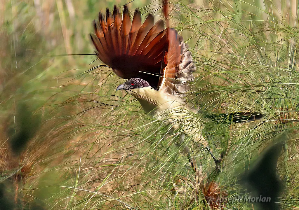 铜尾鸦鹃(Centropus cupreicaudus)